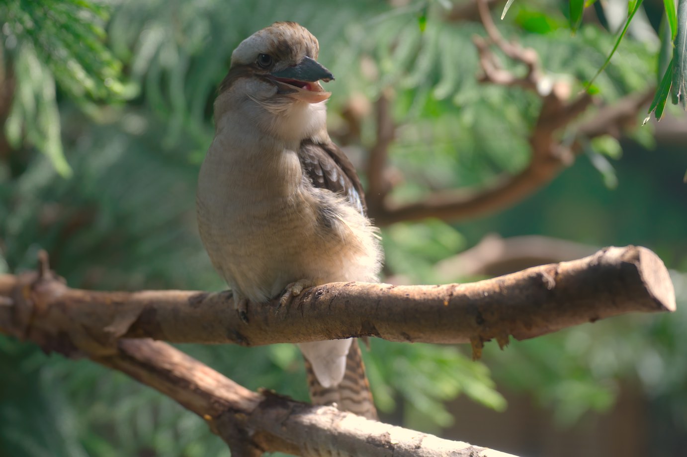 Kookaburra 2 0709